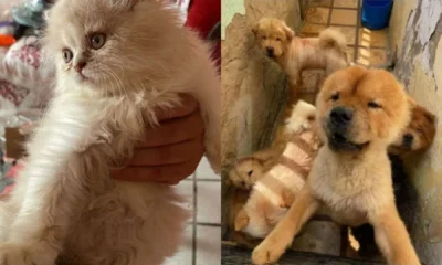 Suspeita de maus tratos a 121 animais e presa no.webp