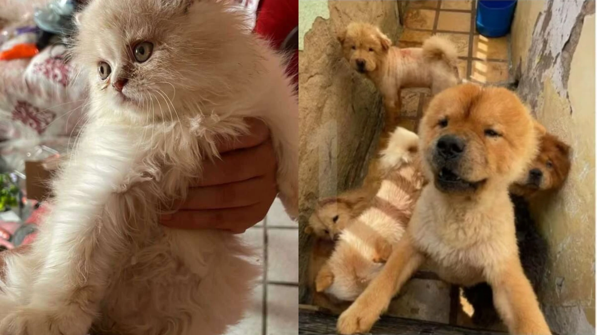 Suspeita de maus tratos a 121 animais e presa no.webp