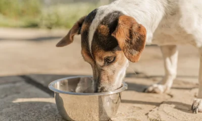 saiba como proteger caes e gatos durante altas temperaturas.webp