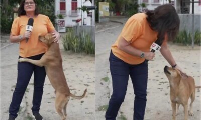 Ao vivo na Globo cachorro invade reportagem e jornalista fica