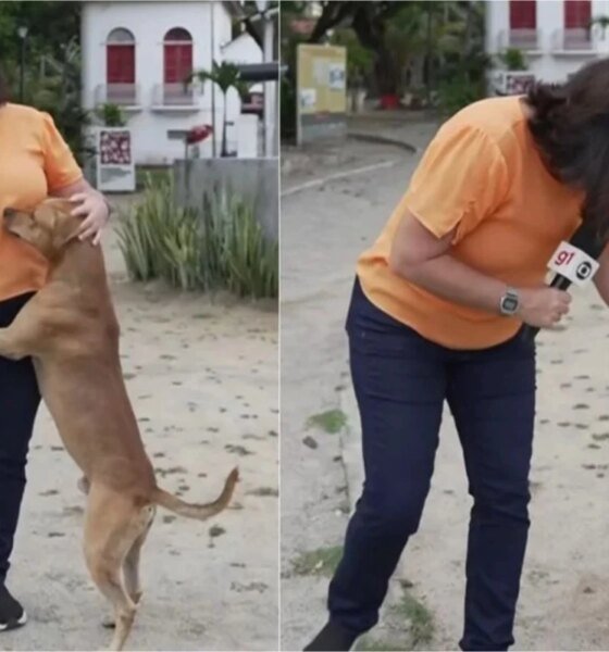 Ao vivo na Globo cachorro invade reportagem e jornalista fica