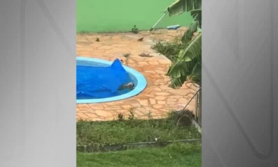Cachorro cai em piscina e e salvo de afogamento.webp