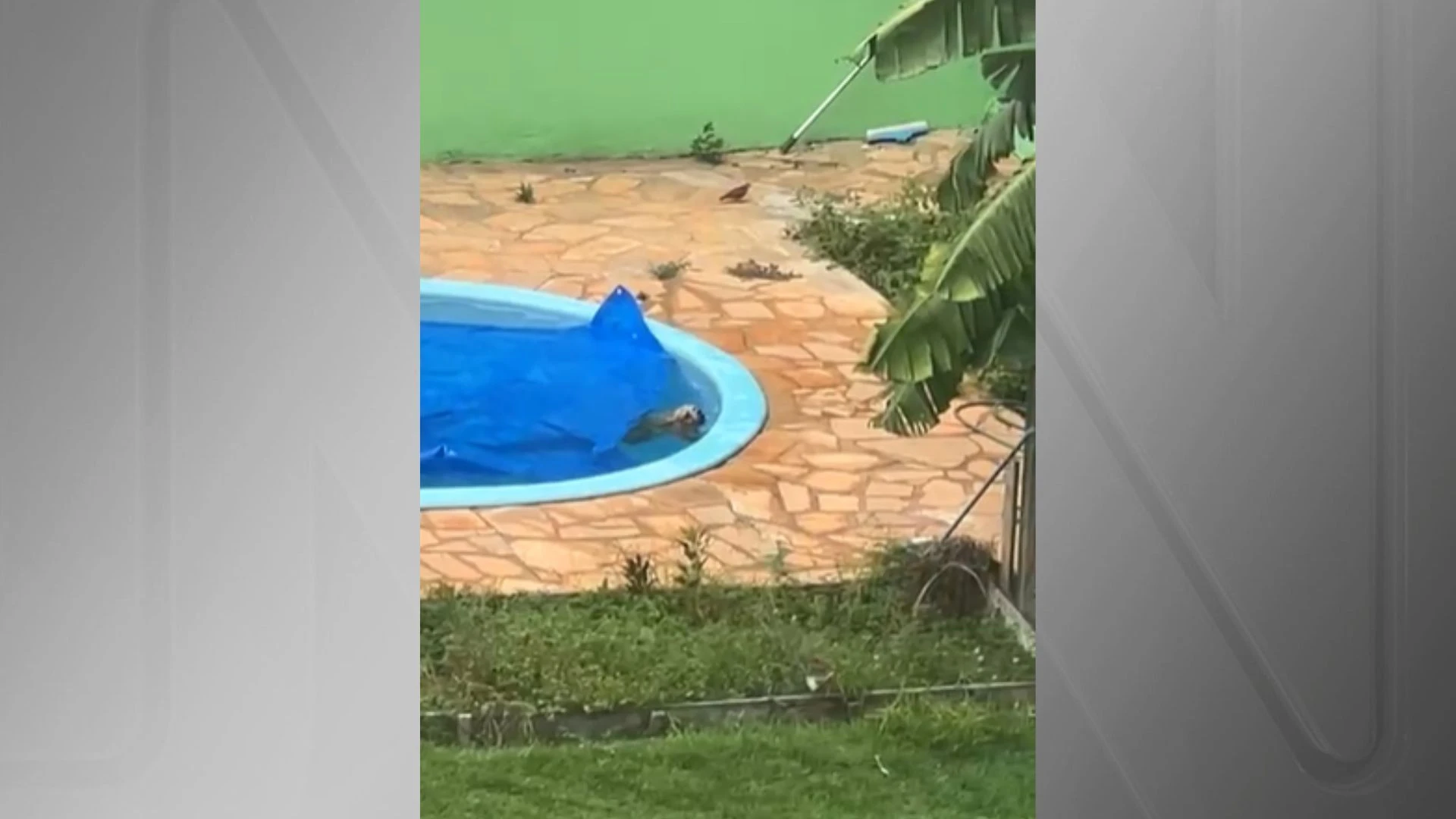 Cachorro cai em piscina e e salvo de afogamento.webp