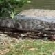 Cantor se assusta ao encontrar jacare no quintal de casa