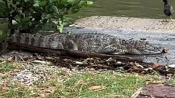 Cantor se assusta ao encontrar jacare no quintal de casa