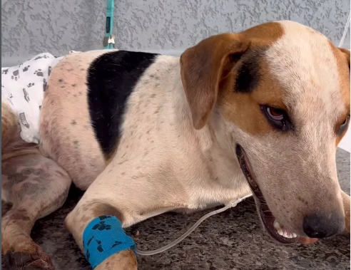 Cao comunitario Abacate morre baleado no PR em mais.webp