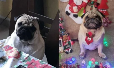 Cao morre de hipertermia 6 horas apos ser deixado.webp