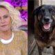 Emocionada Ana Maria Braga pede que adolescentes que mataram cao
