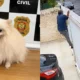 Homem e preso apos furtar e vender spitz alemao.webp