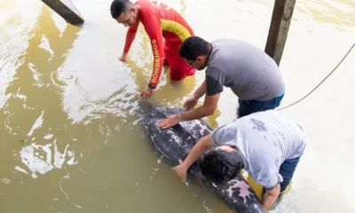 Peixe boi com sinais de desnutricao e resgatado na Grande.webp