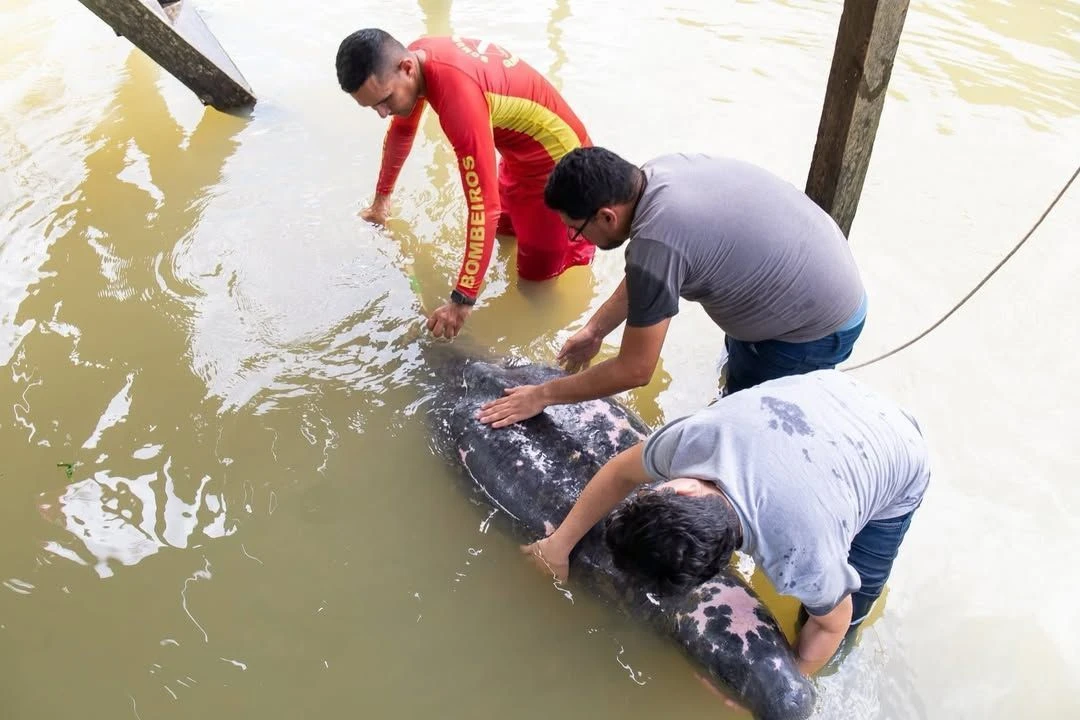 Peixe boi com sinais de desnutricao e resgatado na Grande.webp