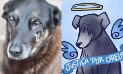 famosos e institutos pedem Justica e homenageiam cachorro.webp