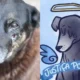 famosos e institutos pedem Justica e homenageiam cachorro.webp