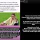 1771625148 Fiuk diz sofrer perseguicao de Ana Paula Renault apos comentario