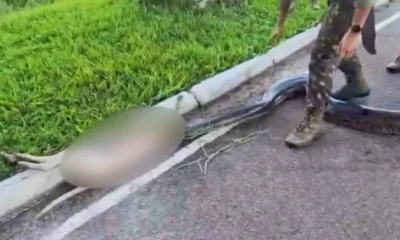 Cadela atacada por sucuri e salva e ganha novo.webp