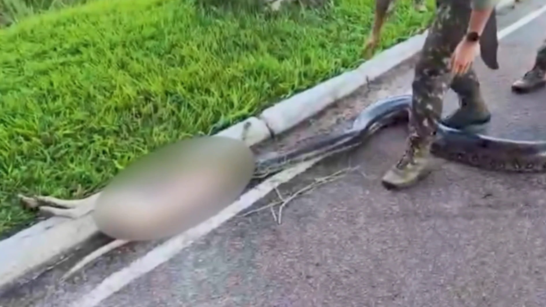 Cadela atacada por sucuri e salva e ganha novo.webp