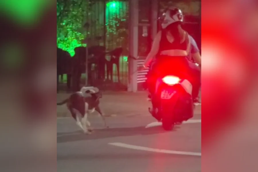 Casal e flagrado arrastando cachorro pela coleira ao andar.webp