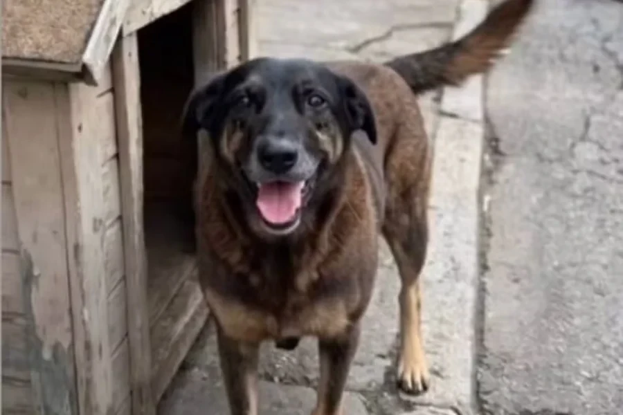 Laudo apos exumacao do cao Orelha descarta fratura por.webp