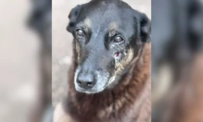 animal continuou andando mesmo apos as agressoes diz policia.webp