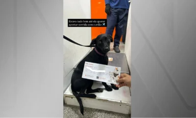 Cachorra foge em Congonhas e paralisa aeroporto por quase.webp