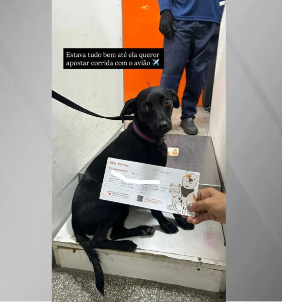 Cachorra foge em Congonhas e paralisa aeroporto por quase.webp