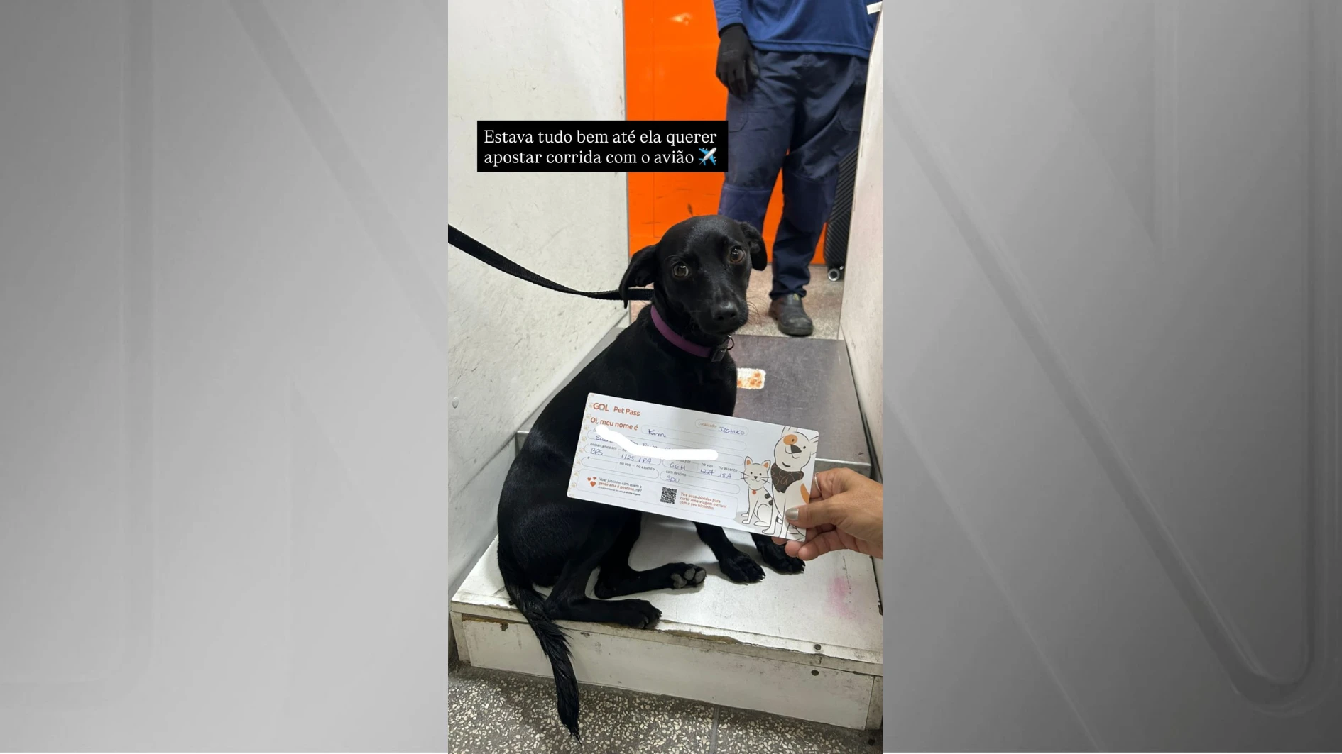 Cachorra foge em Congonhas e paralisa aeroporto por quase.webp