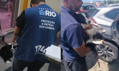 Cachorro e resgatado apos ser abandonado dentro de carro.webp