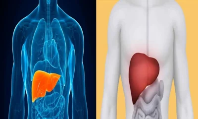 Chas naturais podem prejudicar o figado alerta profissional.webp