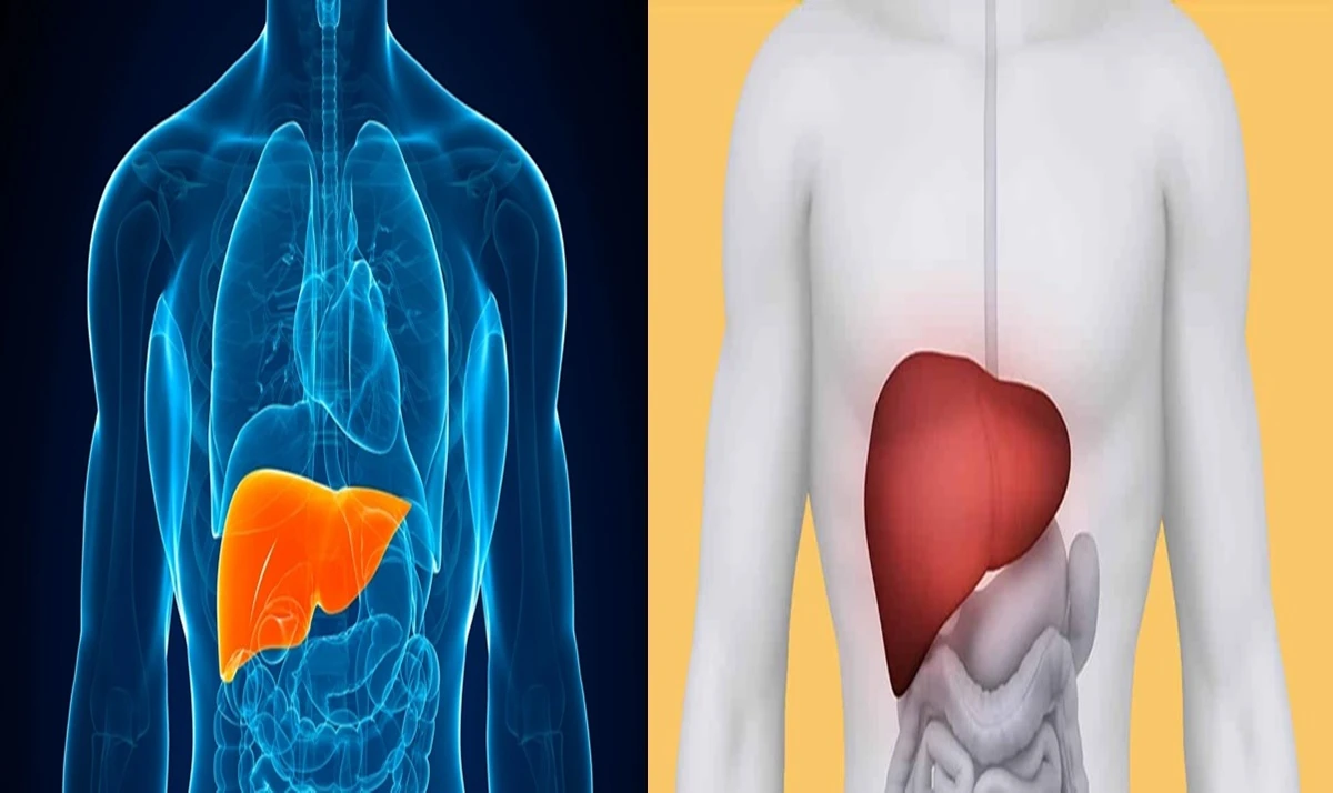 Chas naturais podem prejudicar o figado alerta profissional.webp