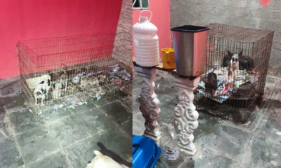 Doze caes sao encontrados em canil clandestino na zona.webp