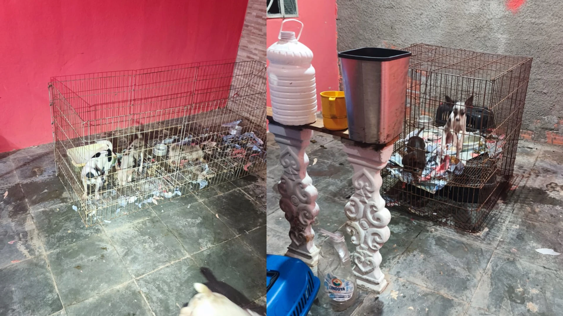 Doze caes sao encontrados em canil clandestino na zona.webp