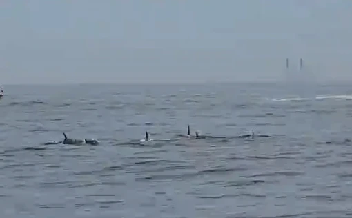 Grupo de golfinhos e visto em Ipanema no RJ.webp