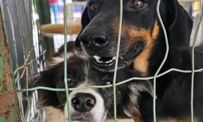 Juiz de Fora faz campanha de adocao de animais.webp