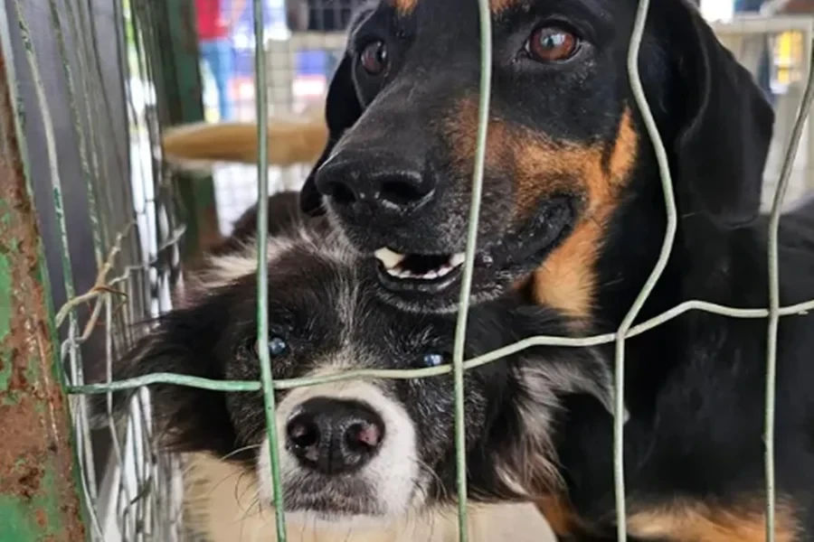 Juiz de Fora faz campanha de adocao de animais.webp