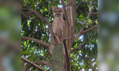 Onca parda entra em chacara sobe em arvore e e.webp