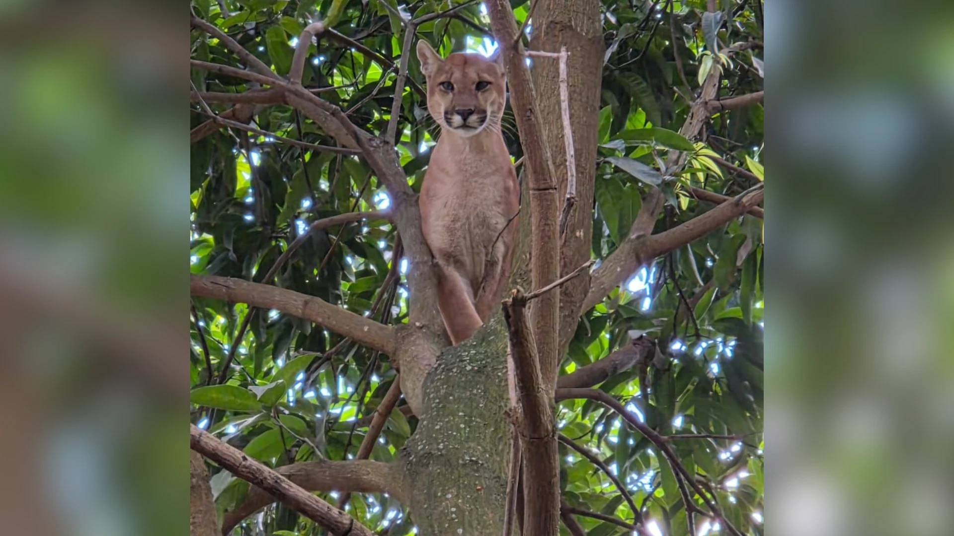 Onca parda entra em chacara sobe em arvore e e.webp