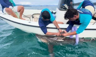 Tubaroes sao monitorados via satelite no litoral do RJ.webp