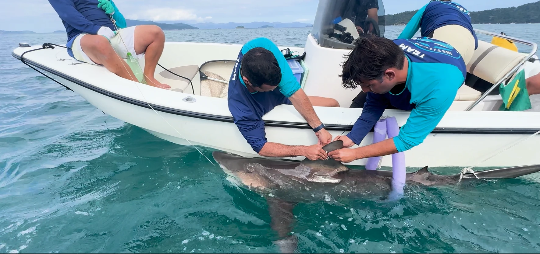 Tubaroes sao monitorados via satelite no litoral do RJ.webp