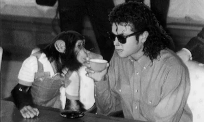 Chimpanze de Michael Jackson vive velhice confortavel em santuario.webp