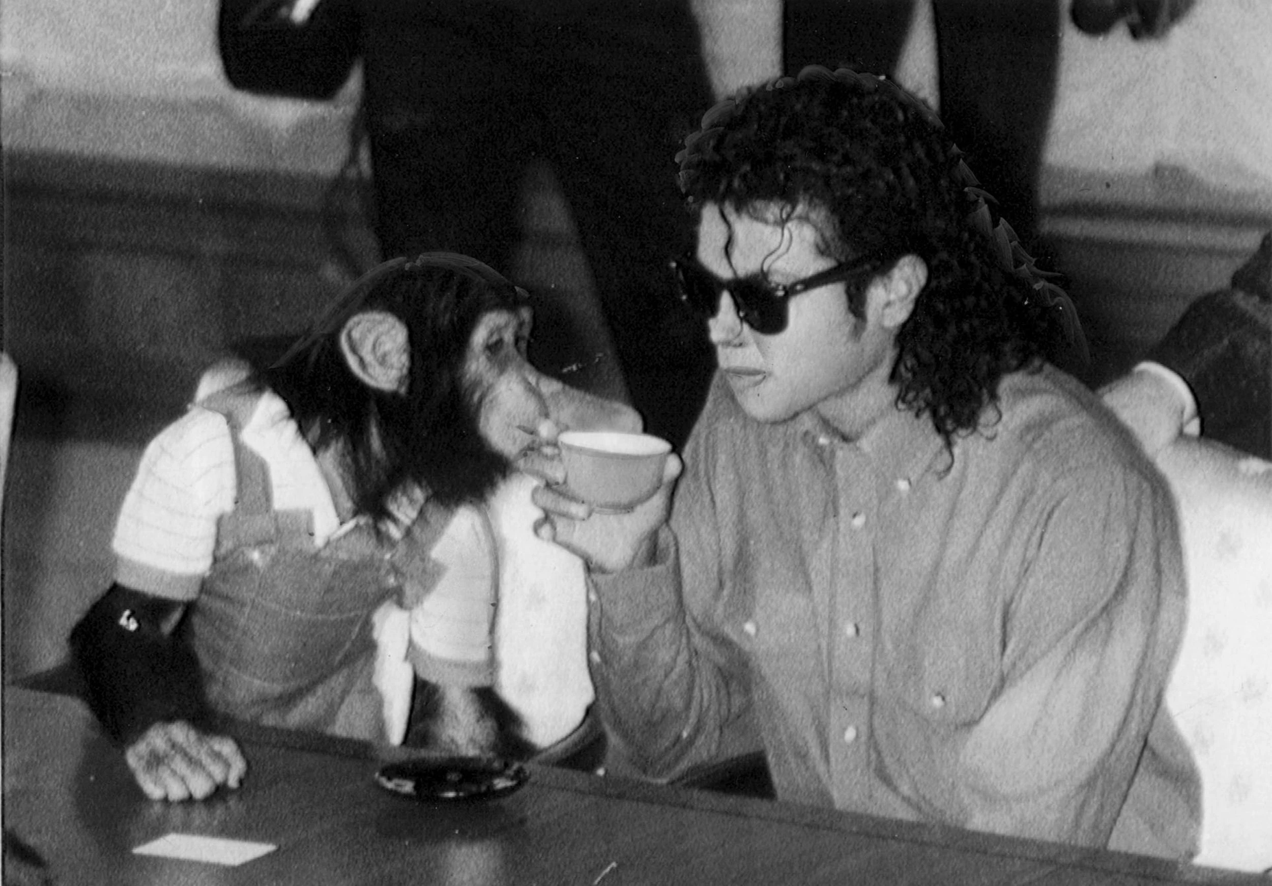Chimpanze de Michael Jackson vive velhice confortavel em santuario.webp