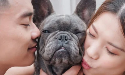 Entenda novas regras para guarda compartilhada de pets em.webp