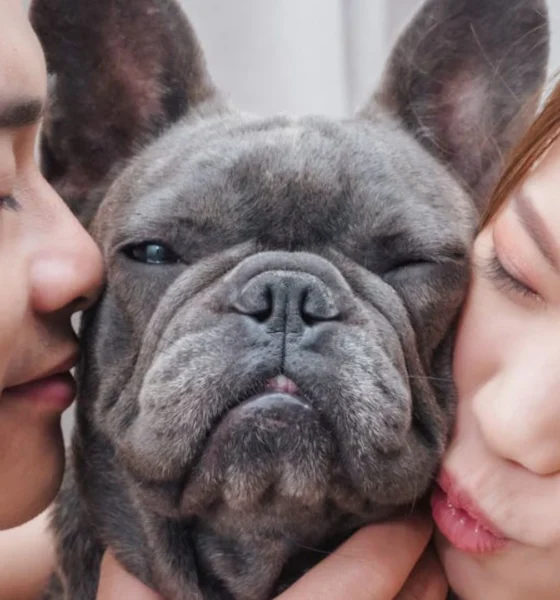 Entenda novas regras para guarda compartilhada de pets em.webp