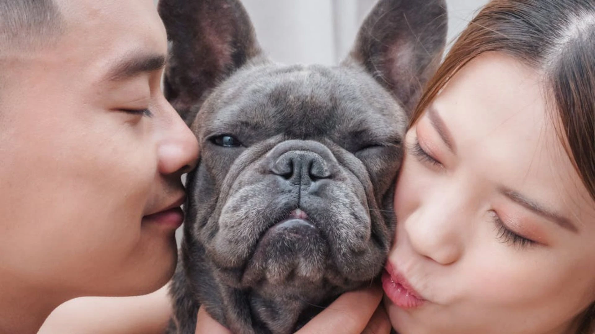 Entenda novas regras para guarda compartilhada de pets em.webp