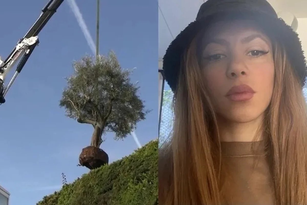 Shakira levou ate arvore de mansao na Espanha em divorcio