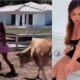 Video Nicole Bahls e atacada por vaca enquanto recebia a