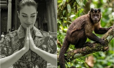 Atriz de Coracao de Mae foi mordida por macaco dias