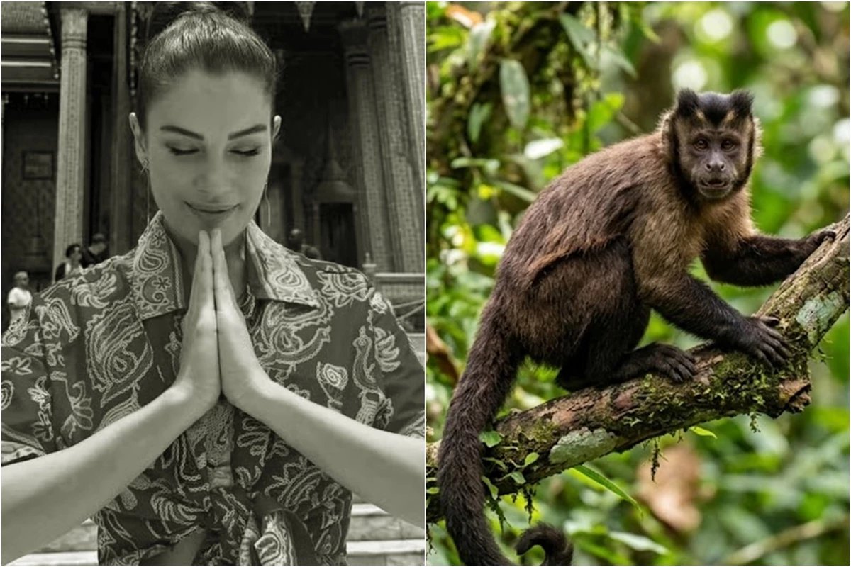 Atriz de Coracao de Mae foi mordida por macaco dias