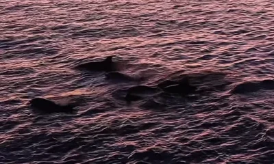 Mais de 30 golfinhos encantam turistas em Arraial do.webp