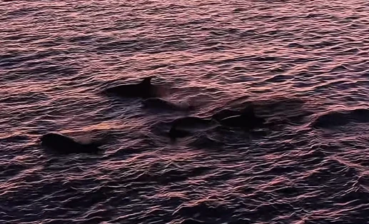 Mais de 30 golfinhos encantam turistas em Arraial do.webp