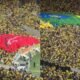 Patrocinador comete erro em campanha com a selecao durante acao